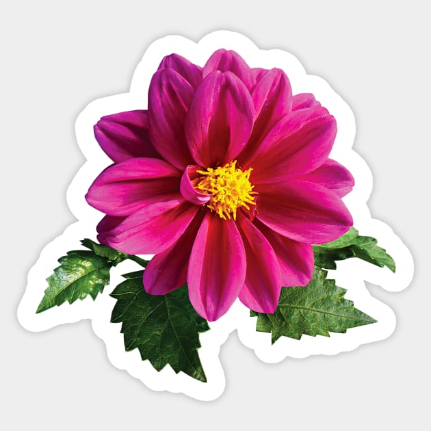 Daisies - Magenta Gerbera Daisy Sticker by SusanSavad